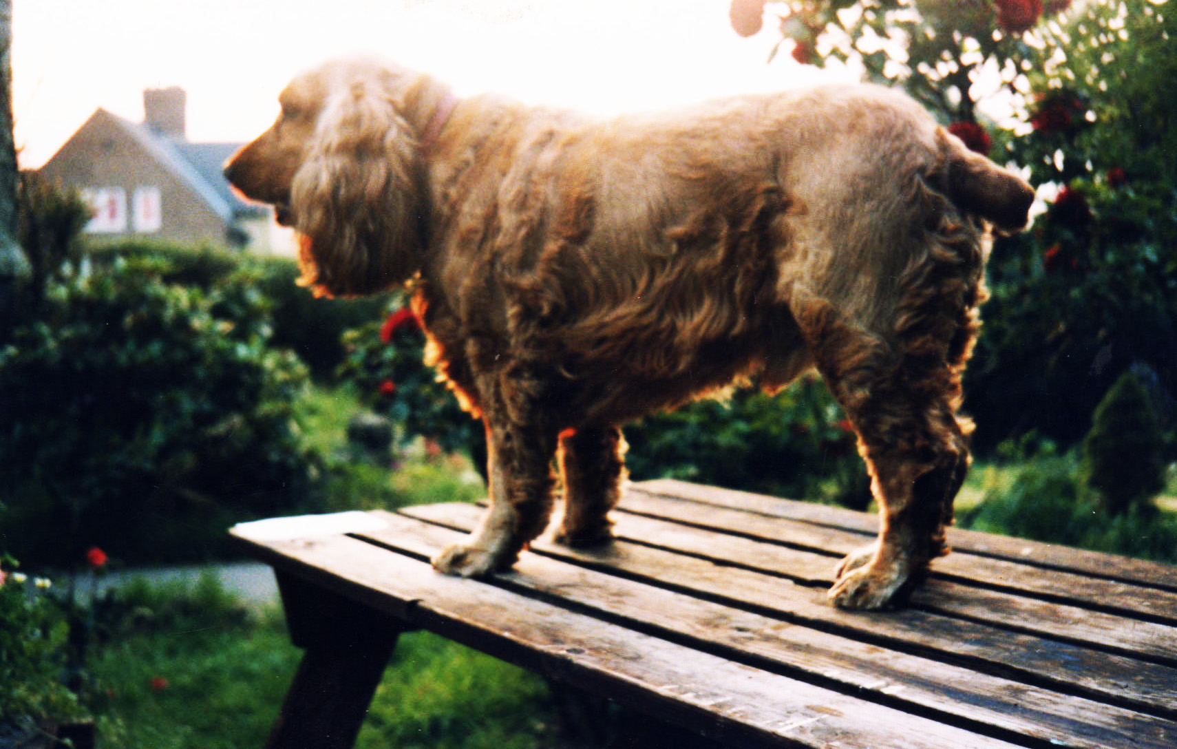 Cocker Spaniel - Ben